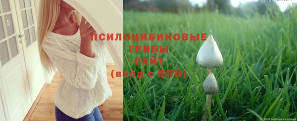 ПСИЛОЦИБИНОВЫЕ ГРИБЫ Горняк